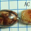 AC1000-1001