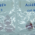 AC6884 COL.3-COL.4