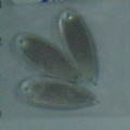 ACI0010