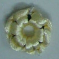 ACI0018