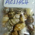 ACI1354