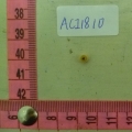 ACI1810