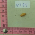 ACI1813