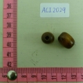 ACI2029