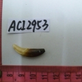 ACI2953