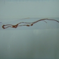 CBT0167