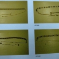 CBT0489-0492
