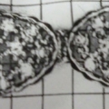 CKB3282