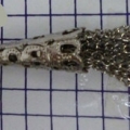 CKB3666