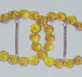 CKB6301