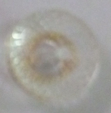 CY1655