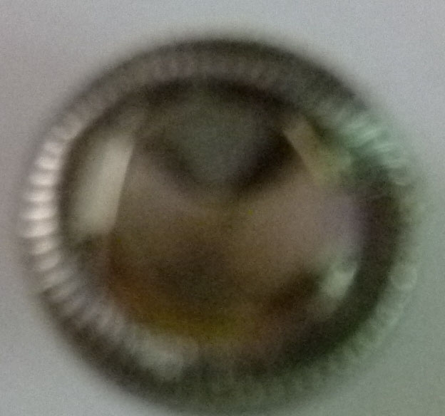 CY1657