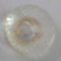 CY1655
