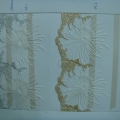 CLN0622