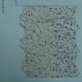 CLN0823
