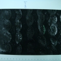 CLN1129