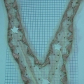 CCA0078