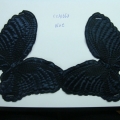 CCA1663