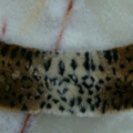 CCA2282