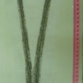 CCA5587