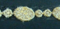 CLC0392