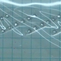 CPD0060