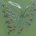 CPD0076 SILVER