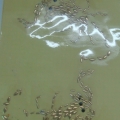 CPD0077 GOLD