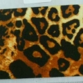 CEE0418