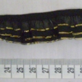CEE0424