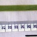 CEE0441