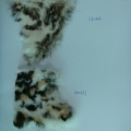 CE0366-0367