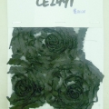 CE2491