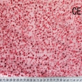 CE3864 (2)