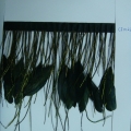 CF0123