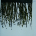 CF0130
