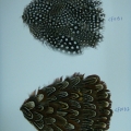 CF0151-0152