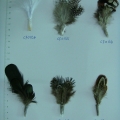 CF0154-0159