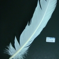 CF0168