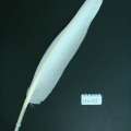 CF0169