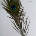 CF0190