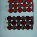 CYY1343-COL.1