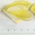 CYY3003