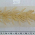 CYY3114