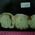 CYY3242