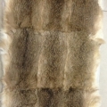 CYY3931 COL.1