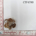 CTF4780