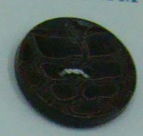 CLE0486