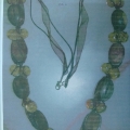 CFJ2720col.2
