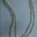 CFJ3056col.1